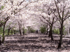 Cerejeiras em flor