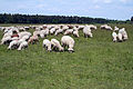 Schafe auf der Panzerwiese