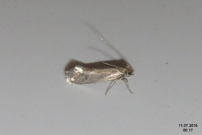 File:Tinea pellionella (gar.) (24020301635).jpg