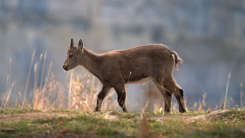 File:03 Alpine Ibex Photo by Giles Laurent.jpg