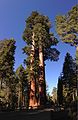 Mammuttipetäjä (Sequoiadendron giganteum) on puulajeista suurikokoisimpia.