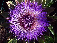 An artichoke flowering