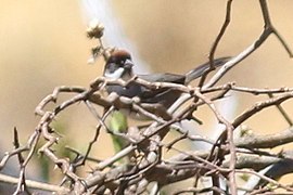 Bay-crowned Brushfinch.JPG