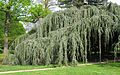 'Glauca Pendula' in Arboretum de la Vallée-aux-Loups