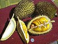 Durio kutejensis fruit, Muara Lawa, Kutai Barat, East Kalimantan, Indonesia