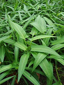 Ipomoea aquatica (2).JPG