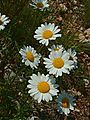 Radié : fleurs ligulées et tubulées (marguerite)