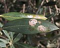 Leafmines of larvae IV instar