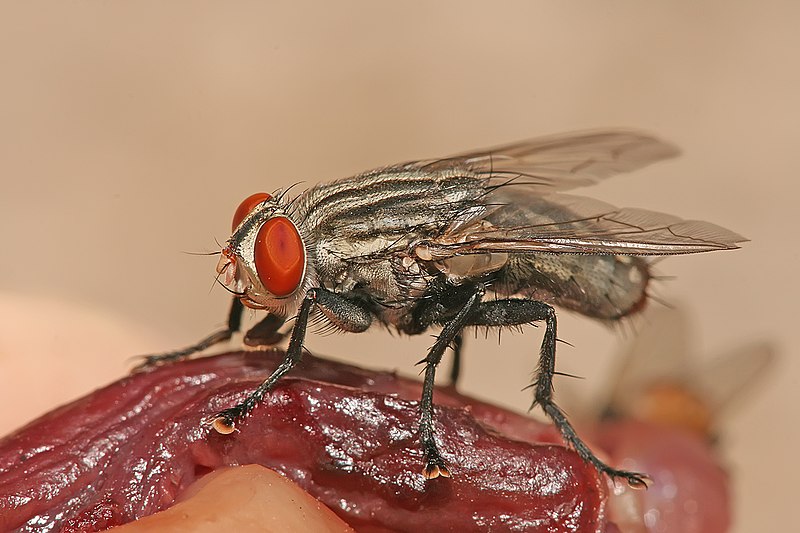 File:Sarcophaga nodosa.jpg