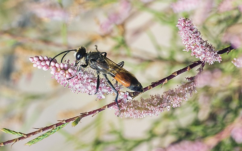 File:Sphex funerarius on Tamarix gallica 01.jpg