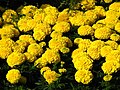 Œillet d'Inde (Tagetes erecta).