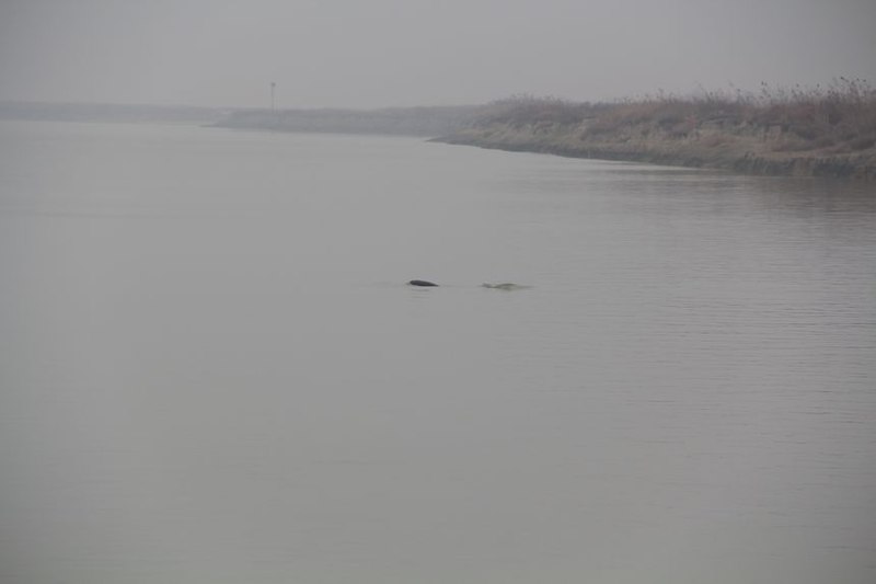 File:Yangtze finless porpoise, 9 January 2012a.jpg