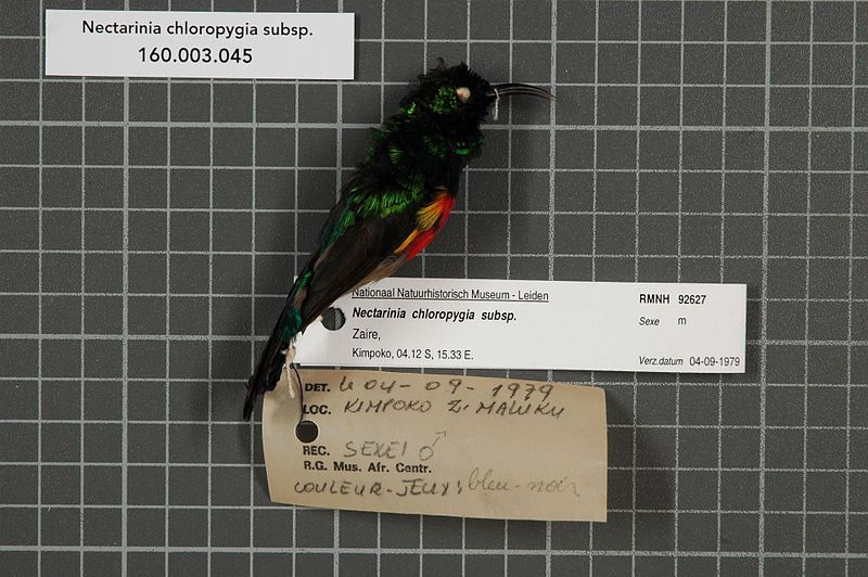 File:Naturalis Biodiversity Center - RMNH.AVES.92627 1 - Nectarinia chloropygia subsp. - Nectariniidae - bird skin specimen.jpeg