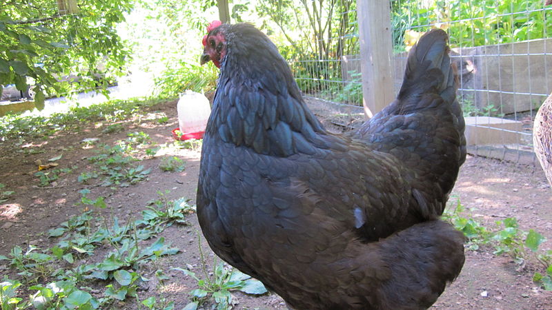 File:Australorp Chicken.JPG