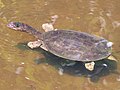 Florida softshell turtle