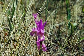 Arethusa bulbosa