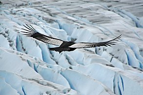 Condor des Andes mâle adulte planant au-dessus du glacier Grey (Parc national chilien Torres del Paine, Chili), en 2009.