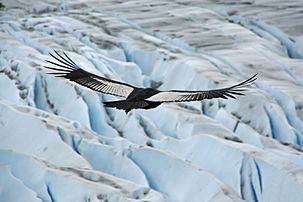 Andean condor