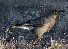 a dark grey crow-like bird stands on grass.