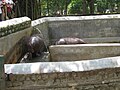 Hippopotamus at Bannerghatta National Park