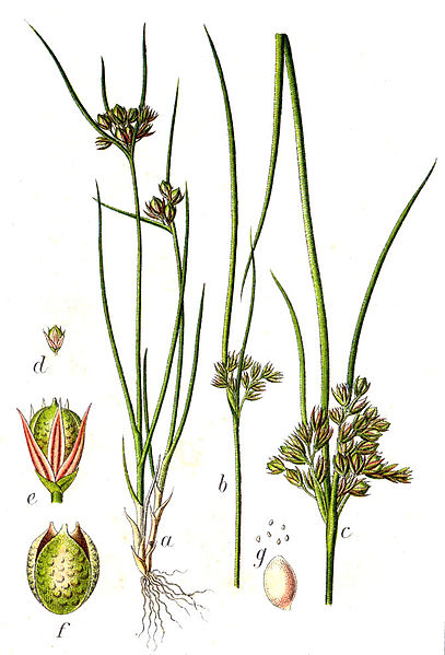 File:Juncus tenuis Sturm15.jpg