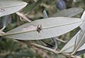 Larva probably IV instar