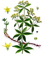 plant illustration