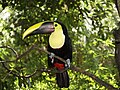 "Ramphastos_swainsonii_-Jacksonville_Zoo-8a.jpg" by User:Flickr upload bot