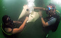 Divers releasing air from a lift bag underwater.