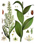 Veratrum lobelianum — Чемерица Лобеля