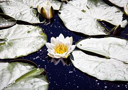 Un nénuphar sur le lac.