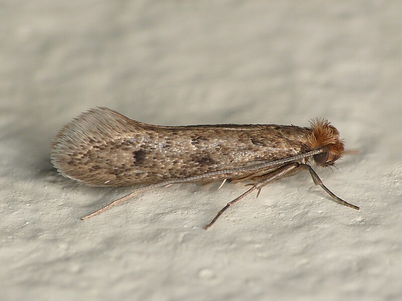 File:12.027 BF240 Case-bearing Clothes Moth, Tinea pellionella (2454551537).jpg