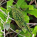 African emerald cuckoo