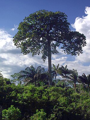 Arbo de brazila nukso (Bertholletia excelsa)