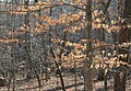 Duke Forest, Durham, NC