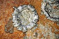 Flors de guix (espeleotema)