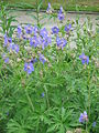 Geranium pratense