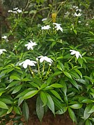 Kerala jasmine.jpg