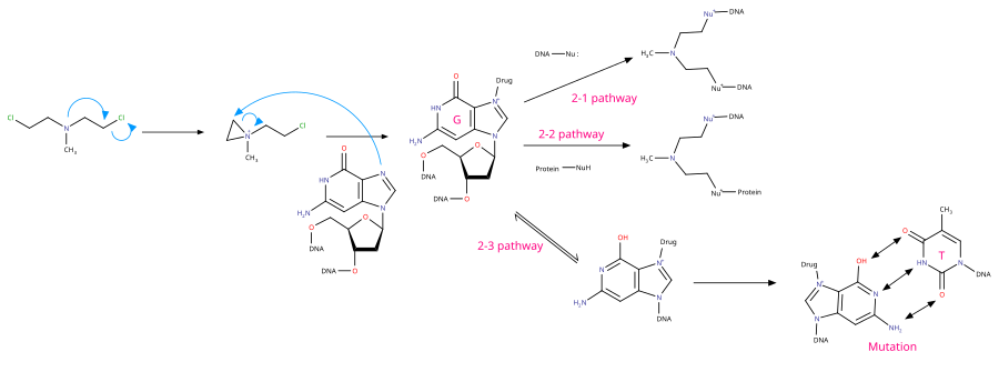 氮芥類藥物第2-1,2-2,2-3條作用路徑