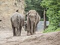 * Nomination Asian elephants in Heidelberg zoo --Plozessor 03:31, 13 August 2024 (UTC) * Promotion Only 3 megapixel. Was this scaled? Or can you offer a higher resolution? --Augustgeyler 04:37, 13 August 2024 (UTC) Unfortunately no, this is cropped. The usual requirement for QI is 2 MP so this should still qualify. --Plozessor 05:05, 13 August 2024 (UTC)  Support Good quality. --George Chernilevsky 05:32, 13 August 2024 (UTC)