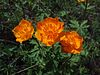 Trollius ircuticus