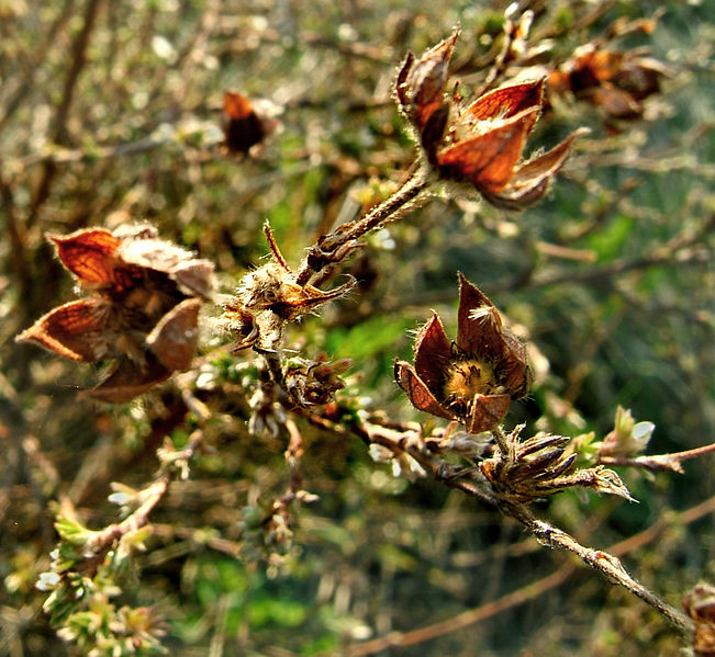 File:2007-04-07Potentilla fruticosa05.jpg