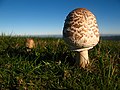 Macrolepiota procera xuvenil, chámase cogordo cando aínda está sen abrir o chapeu