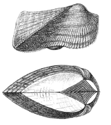 Ilustración do molusco Arca tetragona, mostrando a distancia entre os seus umbos (abaixo).