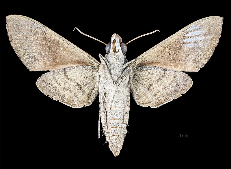 File:Nephele hespera MHNT CUT 2010 0 141 Sumatra female ventral.jpg