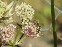 Astrantia major