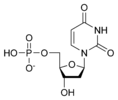 Chemical structure of deoxyuridine monophosphate