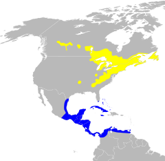 Distribuição de S. virens (nota: faltando a distribuição em Hispaniola e Porto Rico) Amarelo: Distribuição na reprodução Azul: Distribuição na invernada