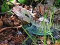 Gippsland Water Dragon (I. l. howittii) in Canberra