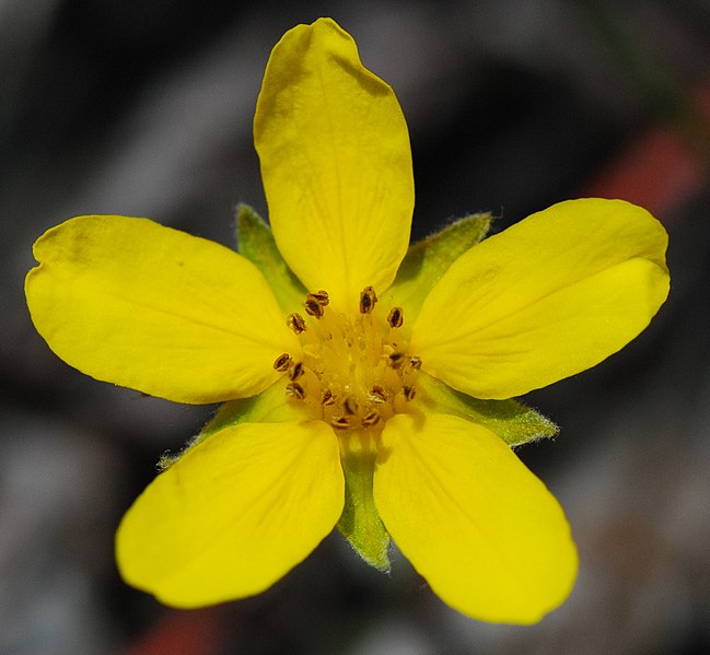 File:Indian strawberry Duchesnea indica Moonlight Bay Bedrock Beach Door County Wisconsin.jpg